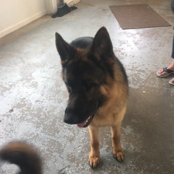 Beauty In the Beast - Pet Services Near Me - Cheshire, Connecticut