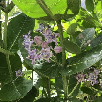 Pu'u Pia Trail - Lots of blooming things along the trail - Hiking Near Me - Honolulu, Hawaii