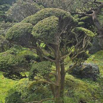 Japanese Tea Garden - Tea Rooms Near Me - San Francisco, California