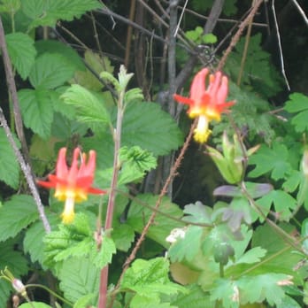 Sweeney Ridge - majestic lil' columbine - Parks Near Me - San Bruno, California Sweeney Ridge - majestic lil' columbine - Parks Near Me - San Bruno, California