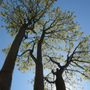 Photo of Ravenna Arborists