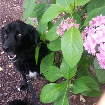 Rock Creek Kennels - Unfortunately he's no longer with us. - Pet Sitting Near Me - Hillsboro, Oregon