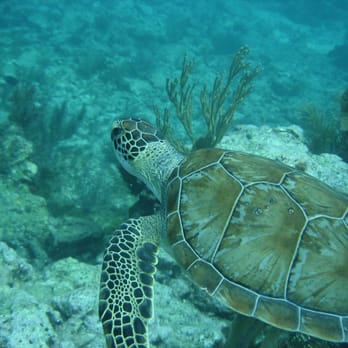 Scuba Dive It - Tommy the turtle - Scuba Diving Near Me Scuba Dive It - Tommy the turtle - Scuba Diving Near Me