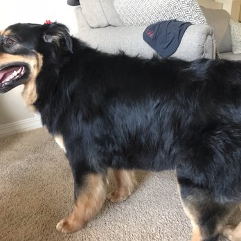 Jack & Rascal's - "Oh hellz ya, looking fresh" (if not quite as short as I thought we had discussed) - Pet Groomers Near Me - Albuquerque, New Mexico
