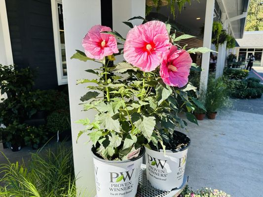 New Seasons Market - Palisades by null