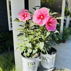 Summerific All Eyes on Me Perennial Hibiscus