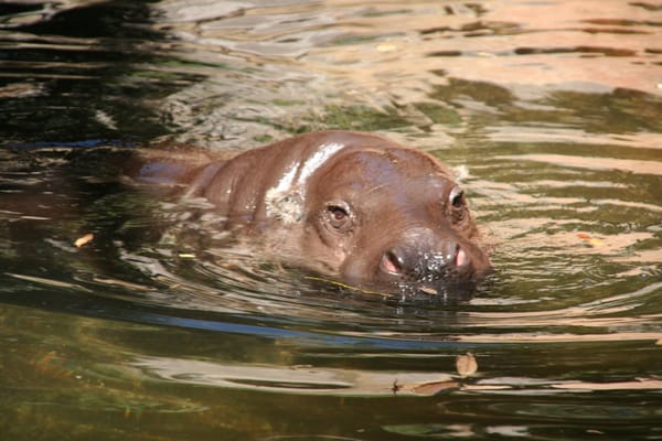 Bioparc Fuengirola by null