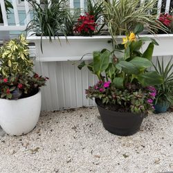 Sun Outdoors Key Largo - Pretty plants everywhere.