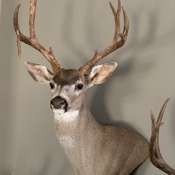 West Coast Taxidermy Studio - Taxidermy Near Me - San Bruno, California West Coast Taxidermy Studio - Taxidermy Near Me - San Bruno, California