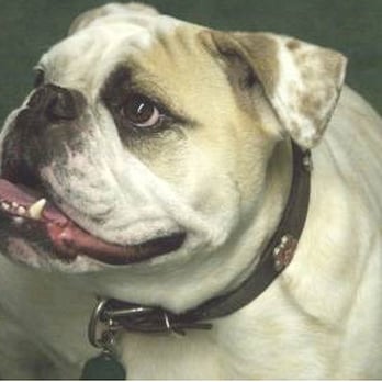 Artful Handcrafted - Alice Cooper Lombardi, June 8, 2003 - April 6, 2013. RIP sweet girl... - Jewelry Near Me - Santa Monica, California