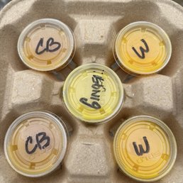 Cannon ball shot. Wellness shot. Ginger shot. Cannon ball shot. Wellness shot. Ginger shot.