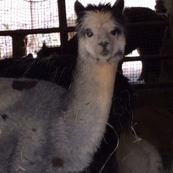 Blackberry Hill Alpacas