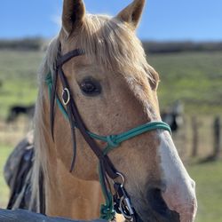 Action Adventures Trail Rides