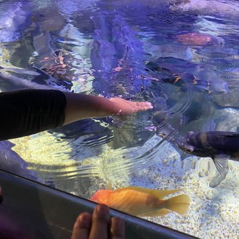 Austin Aquarium - Aquariums Near Me - Austin, Texas Austin Aquarium - Aquariums Near Me - Austin, Texas