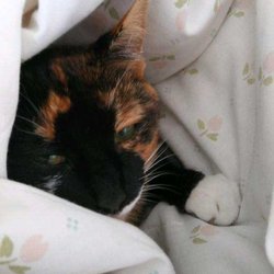 Frankies Friends Cat Rescue - Calico