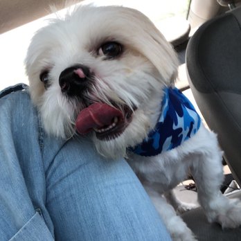Norma PetCare - Pet Groomers Near Me - Houston, Texas Norma PetCare - Pet Groomers Near Me - Houston, Texas