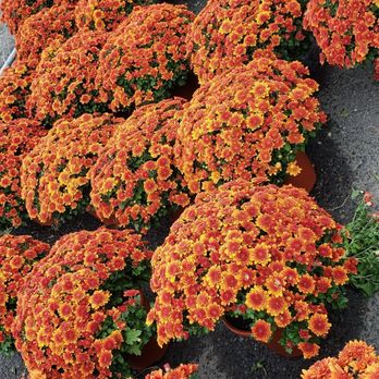440 Farms - Plants... - Fruits & Veggies Near Me - Jersey City, New Jersey 440 Farms - Plants... - Fruits & Veggies Near Me - Jersey City, New Jersey
