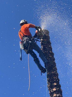 Gourley Tree Removal on Yelp