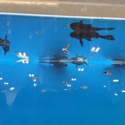 The black fish at the top are dead.. just floating there.. A shame