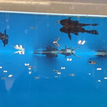 PetSmart - The black fish at the top are dead.. just floating there.. A shame - Pet Stores Near Me - Chino, California