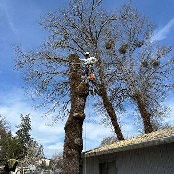 Toloza Tree Service - Tree Services Near Me - Willits, California Toloza Tree Service - Tree Services Near Me - Willits, California