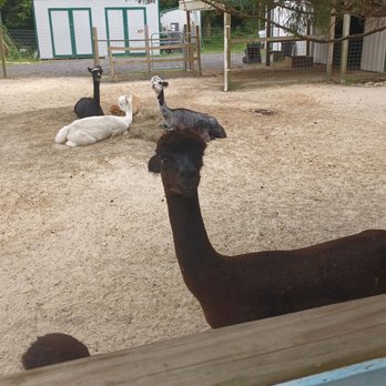 Jersey Shore Alpacas - Preparing my spit bath - Zoos Near Me - Cape May, New Jersey Jersey Shore Alpacas - Preparing my spit bath - Zoos Near Me - Cape May, New Jersey