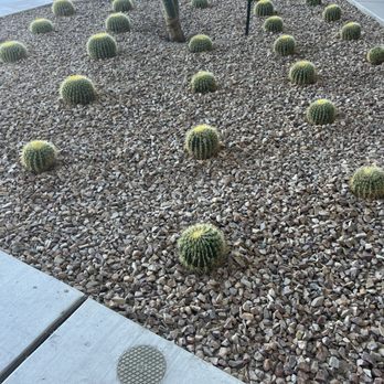 Voco The Tuxon - Barrel cactus were a nice touch. - Hotels Near Me - Tucson, Arizona Voco The Tuxon - Barrel cactus were a nice touch. - Hotels Near Me - Tucson, Arizona