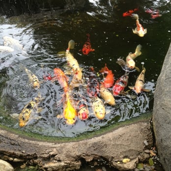 Free Flight - Koi pond - Animal Shelters Near Me - Del Mar, California Free Flight - Koi pond - Animal Shelters Near Me - Del Mar, California