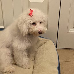 Freshly groomed mini poodle