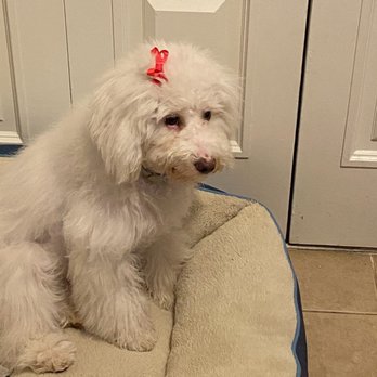 Cut & Dry Pet Salon - Freshly groomed mini poodle - Pet Groomers Near Me - Glendale, Arizona