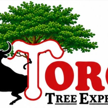Toro Tree Experts - Tree Services Near Me - Baton Rouge, Louisiana Toro Tree Experts - Tree Services Near Me - Baton Rouge, Louisiana