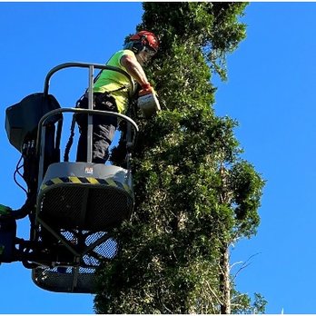 Bob's Tree Service - Tree Services Near Me - Butte Des Morts, Wisconsin Bob's Tree Service - Tree Services Near Me - Butte Des Morts, Wisconsin