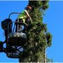 Photo of Bob's Tree Service