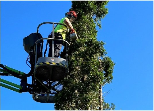 BOB’S TREE SERVICE - Updated March 2026 - 12 Photos - 5056 Washington ...
