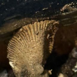 non edible mushroom in potted plant.... non edible mushroom in potted plant....