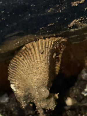 Delamar Mystic by null