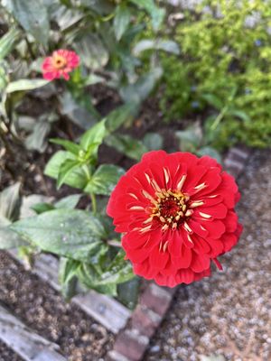Dixon Gallery & Gardens by null