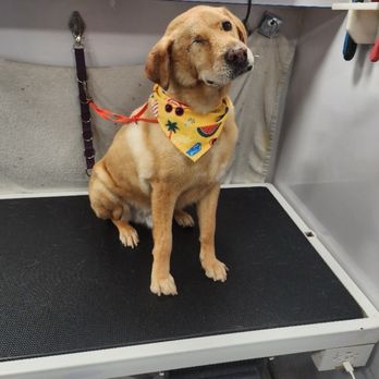 Sandy Dogs - Chum - Pet Groomers Near Me Sandy Dogs - Chum - Pet Groomers Near Me