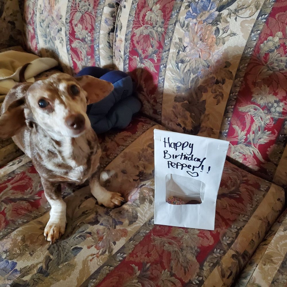 Petsense - Pepper and his birthday cupcakes from Petsense! - Pet Stores Near Me - Murfreesboro, Tennessee