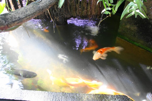 Palmiarnia Poznańska by null