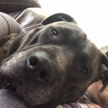 Delta Dog Camp - Pet Sitting Near Me - Antioch, California