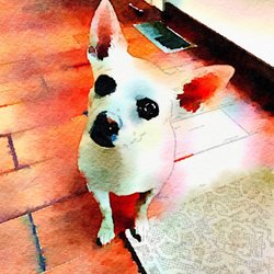 T & T Pet Food & Supply - Gus
