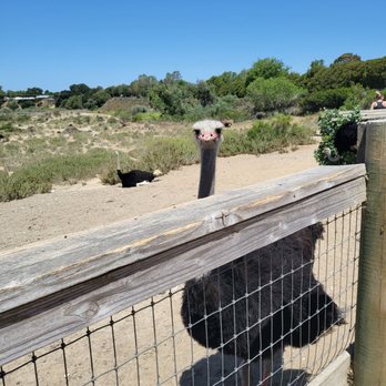 Ostrichland USA - Attraction Farms Near Me - Solvang, California Ostrichland USA - Attraction Farms Near Me - Solvang, California