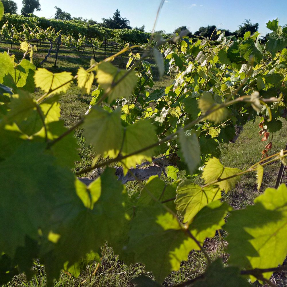 Bernhardt Winery - This is what Heaven looks like, I am certain. - Wineries Near Me - Plantersville, Texas Bernhardt Winery - This is what Heaven looks like, I am certain. - Wineries Near Me - Plantersville, Texas