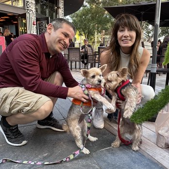 Tap 42 - Midtown Miami - Dog friendly patio, Luna made a yorkie friend - Gastropubs Near Me - Miami, Florida Tap 42 - Midtown Miami - Dog friendly patio, Luna made a yorkie friend - Gastropubs Near Me - Miami, Florida