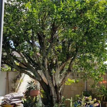 Tree Masters - Tangerine tree before removal - Tree Services Near Me - Honolulu, Hawaii Tree Masters - Tangerine tree before removal - Tree Services Near Me - Honolulu, Hawaii