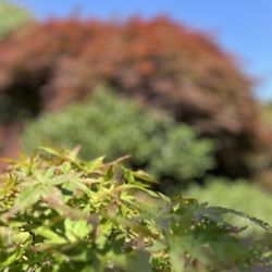 Hayward Japanese Gardens - Hayward Area Rec. & Park District - Japanese Maple