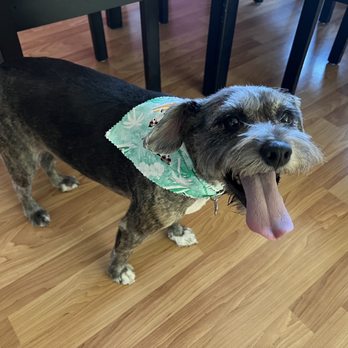 Rogue Rover Mobile Grooming - Cute post cut bandana - Pet Groomers Near Me Rogue Rover Mobile Grooming - Cute post cut bandana - Pet Groomers Near Me