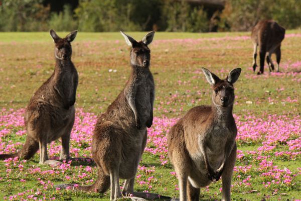Marima Cottages Pemberton by null