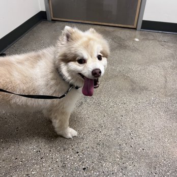 Petco - Thumbs up to Vetco! - Pet Stores Near Me - Saugus, California Petco - Thumbs up to Vetco! - Pet Stores Near Me - Saugus, California